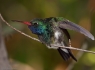 Broad Billed Hummingbird (Cynanthus latirostris)