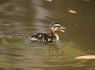 Duckling