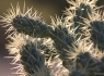 Cholla Cactus (Genus Opuntia)