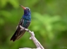 Broad Billed Hummingbird (Cynanthus latirostris)