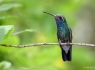 Broad Billed Hummingbird (Cynanthus latirostris)