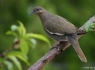 White-winged Dove (Zenaida asiatica)