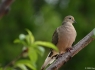 Mourning Dove (Zenaida macroura)