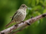 House Finch (Carpodacus mexicanus)