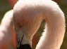 Flamingo (Phoenicopterus ruper)