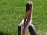 Marabou Stork (Leptoptilos crumeniferus)