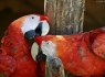 Scarlet Macaw (Ara macao)