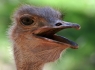 Red-Necked Ostrich (Struthio camelus camelus)