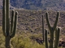 Y-shaped Saguaro