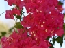 Bougainvillea (Bougainvillea glabra)