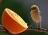  Verdin (Auriparus flaviceps)