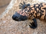 Gila Monster (Heloderma suspectum)