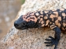 Gila Monster (Heloderma suspectum)