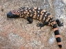 Gila Monster (Heloderma suspectum)