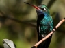 Broad-billed Hummingbird (Cynanthus latirostris)