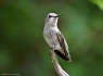 Female Hummingbird