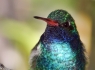 Broad-billed Hummingbird (Cynanthus latirostris)