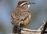 Cactus Wren (Campylorhynchus brunneicapillus)