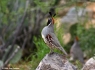 Gambels Quail (Callipepla gambelii)