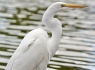 Great Egret (Ardea alba)