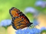 Queen Butterfly (Danaus gilippus)
