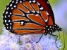 Queen Butterfly (Danaus gilippus)