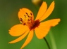 Orange Cosmos (Cosmos sulphureus)
