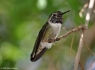 Calliope Hummingbird (Stellula calliope)