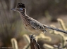 Greater Roadrunner (Geococcyx californianus)