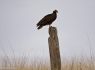 Turkey Vulture (Cathartes aura)