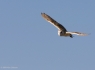 Barn Owl (Tyto alba) in flight