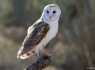 Barn Owl (Tyto alba)