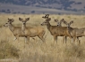 Mule Deer (Odocoileus hemionus)