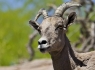 Bighorn Sheep (Ovis canadensis)