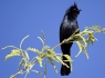 Phainopepla (Phainopepla nitens)