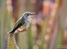 Female Hummingbird