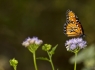 Queen Butterfly (Danaus gilippus)