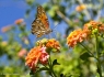 Gulf Fritillary Butterfly (Agraulis vanillae)