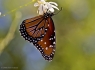 Upside down Queen Butterfly (Danaus gilippus)