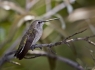 Female Hummer