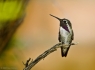 Calliope Hummingbird (Stellula calliope)