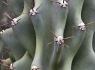 Wavy Cactus