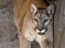 Mountain Lion (Felis concolor)