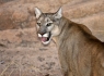 Mountain Lion (Felis concolor)