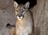 Mountain Lion (Felis concolor)