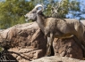 Bighorn Sheep (Ovis canadensis)