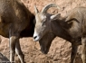 Bighorn Sheep (Ovis canadensis)