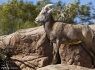 Bighorn Sheep (Ovis canadensis)