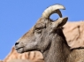 Bighorn Sheep (Ovis canadensis)