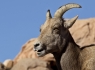 Bighorn Sheep (Ovis canadensis)